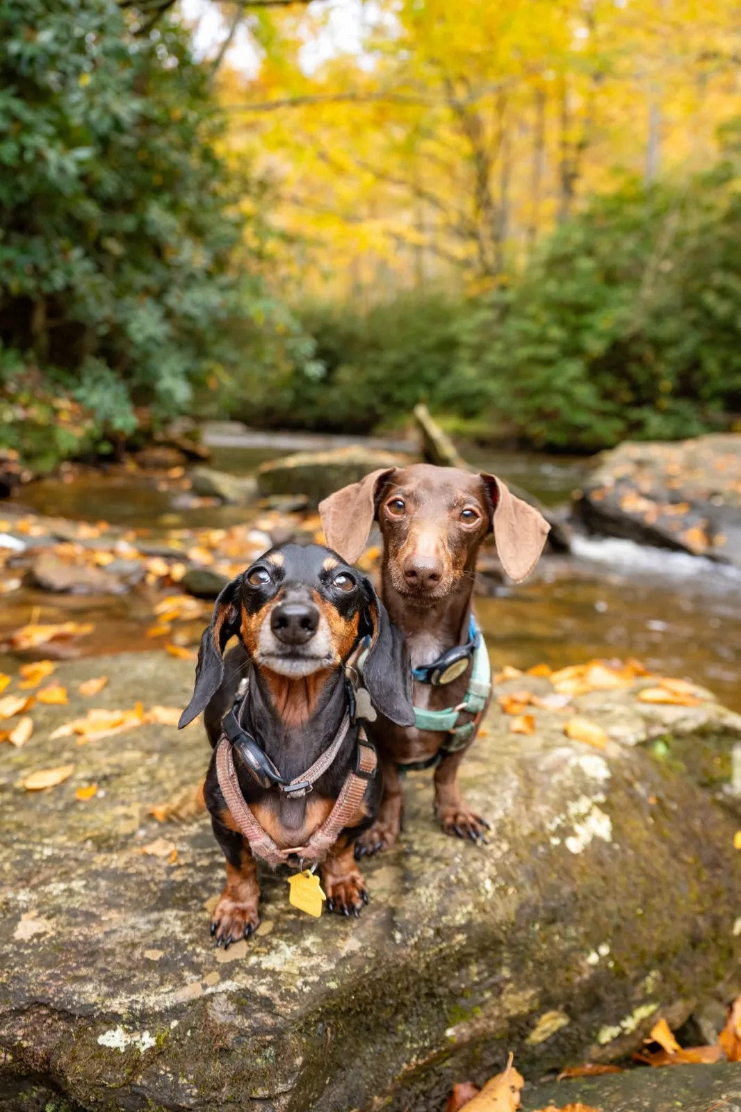 Little Paws, Big Adventures πΎπ 2026 Fall Trip